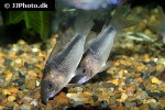osteogaster zygata osteogaster zygata
