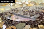 osteogaster zygata osteogaster zygata