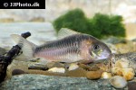 osteogaster zygata osteogaster zygata
