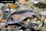 osteogaster zygata osteogaster zygata