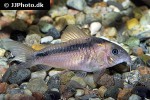 osteogaster zygata osteogaster zygata