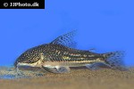 scleromystax barbatus scleromystax barbatus