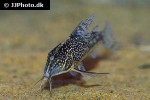 scleromystax barbatus scleromystax barbatus