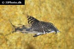 scleromystax barbatus scleromystax barbatus