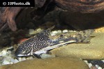 scleromystax barbatus scleromystax barbatus