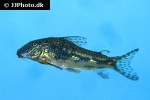 scleromystax barbatus scleromystax barbatus