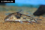 scleromystax barbatus scleromystax barbatus