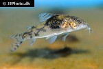 scleromystax barbatus scleromystax barbatus