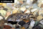 scleromystax barbatus scleromystax barbatus