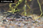 scleromystax barbatus scleromystax barbatus