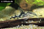 scleromystax kronei scleromystax kronei
