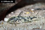 scleromystax kronei scleromystax kronei