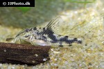 scleromystax kronei scleromystax kronei