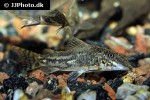 scleromystax kronei scleromystax kronei