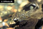scleromystax kronei scleromystax kronei