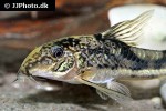 scleromystax kronei scleromystax kronei