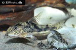 scleromystax kronei scleromystax kronei