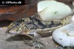 scleromystax kronei scleromystax kronei