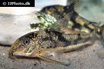 scleromystax kronei scleromystax kronei