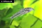 scleromystax lacerdai scleromystax lacerdai