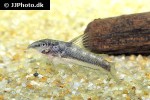 scleromystax lacerdai scleromystax lacerdai