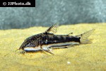 scleromystax lacerdai scleromystax lacerdai