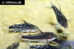 scleromystax lacerdai scleromystax lacerdai
