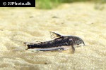 scleromystax lacerdai scleromystax lacerdai