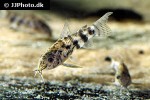 scleromystax macropterus scleromystax macropterus
