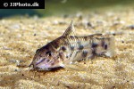 scleromystax macropterus scleromystax macropterus