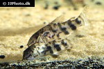 scleromystax macropterus scleromystax macropterus