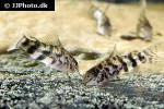 scleromystax macropterus scleromystax macropterus