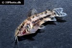 scleromystax macropterus scleromystax macropterus
