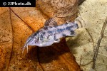 scleromystax macropterus scleromystax macropterus