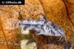 scleromystax macropterus scleromystax macropterus