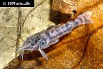 scleromystax macropterus scleromystax macropterus