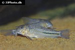 scleromystax prionotos scleromystax prionotos