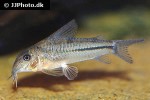 scleromystax prionotos scleromystax prionotos