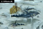 scleromystax species c113 scleromystax species c113