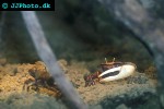 afruca tangeri westafrican fiddler crab afruca tangeri westafrican fiddler crab