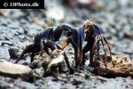 afruca tangeri westafrican fiddler crab afruca tangeri westafrican fiddler crab