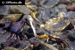 afruca tangeri westafrican fiddler crab afruca tangeri westafrican fiddler crab