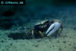 afruca tangeri westafrican fiddler crab afruca tangeri westafrican fiddler crab