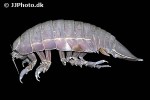bathynomus giganteus giant isopod bathynomus giganteus giant isopod