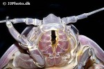 bathynomus giganteus giant isopod bathynomus giganteus giant isopod