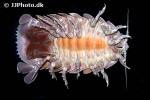 bathynomus giganteus giant isopod bathynomus giganteus giant isopod