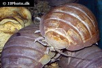 bathynomus giganteus giant isopod bathynomus giganteus giant isopod