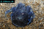 birgus latro coconut crab birgus latro coconut crab