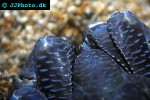 birgus latro coconut crab birgus latro coconut crab