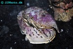 calappa philargius box crab calappa philargius box crab